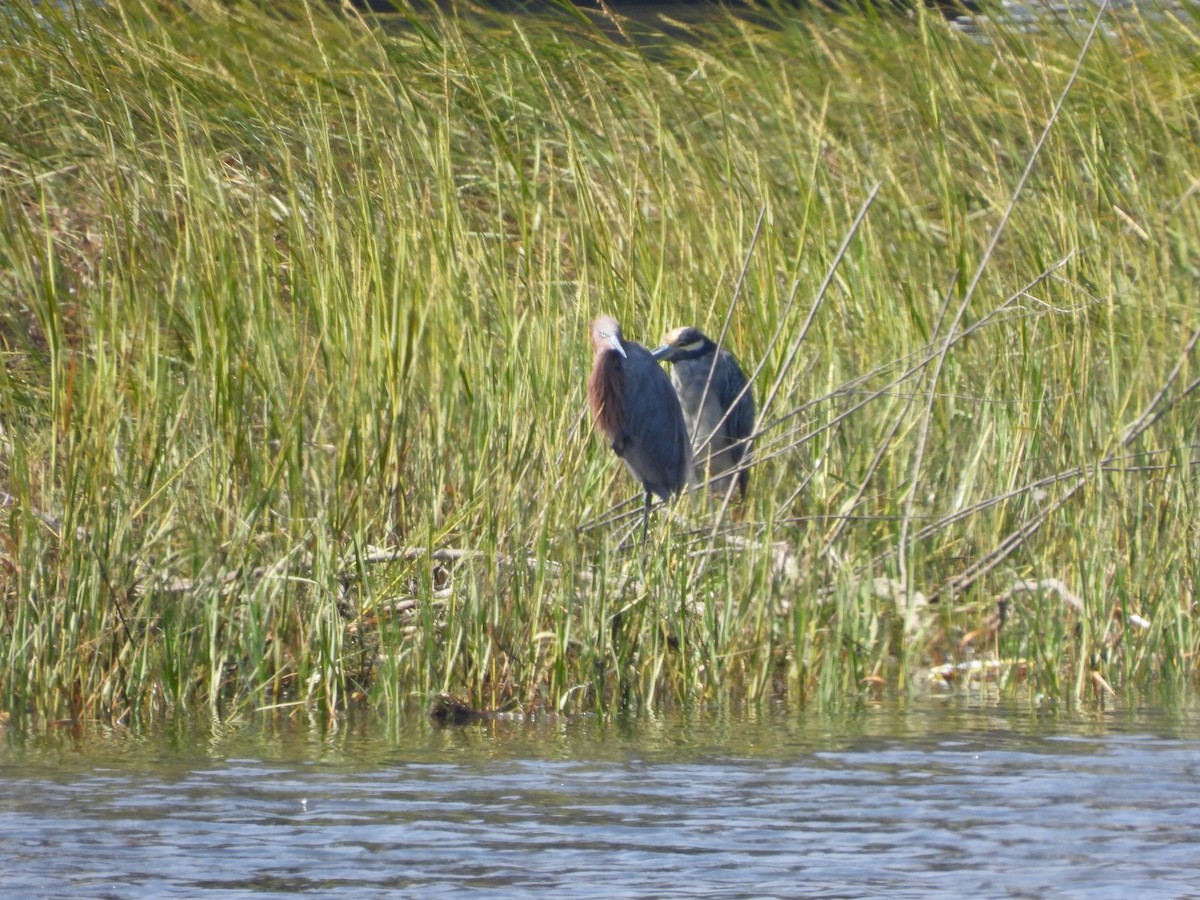 Reddish Egret - ML642140301