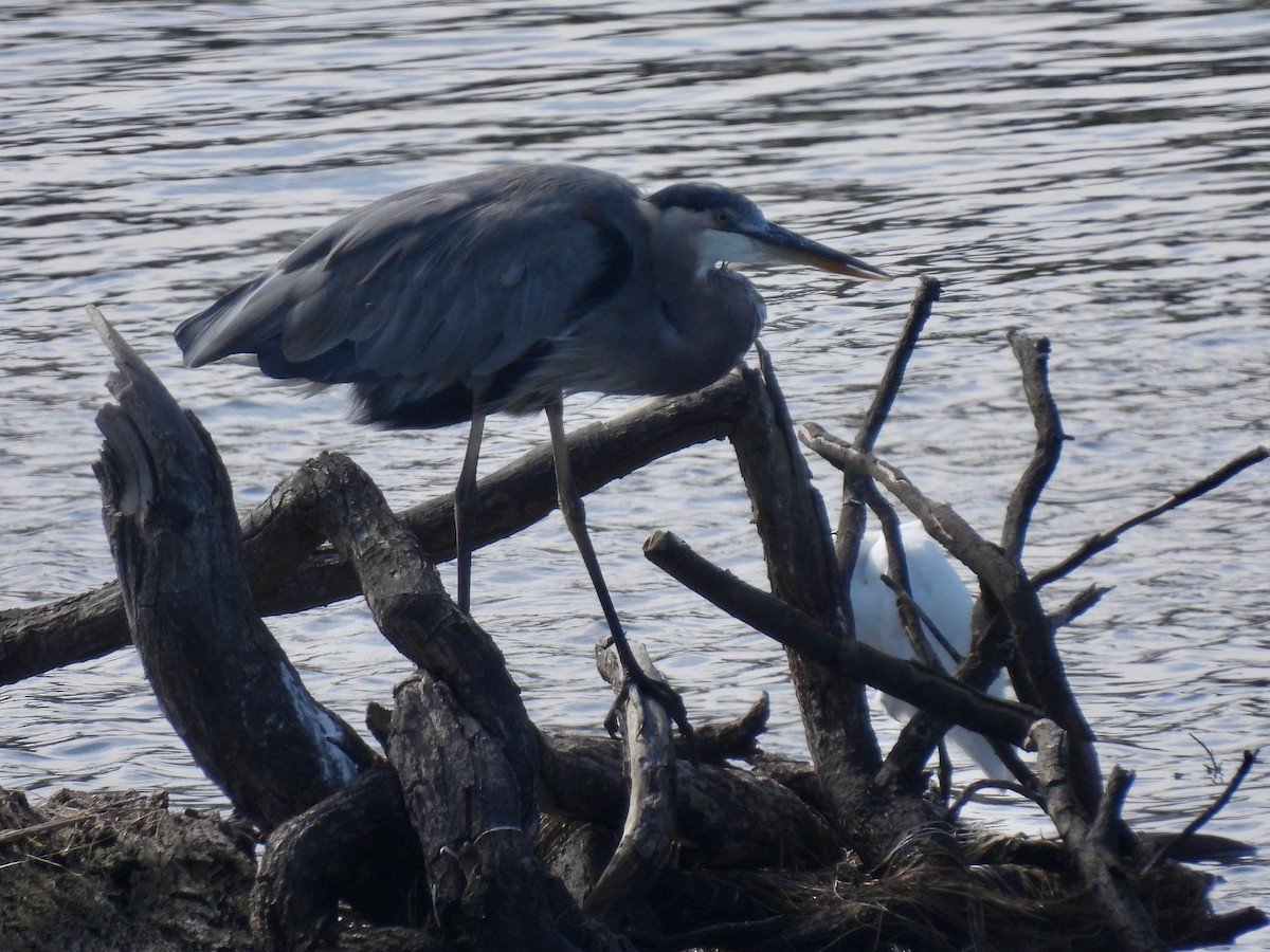 Great Blue Heron - ML642140304