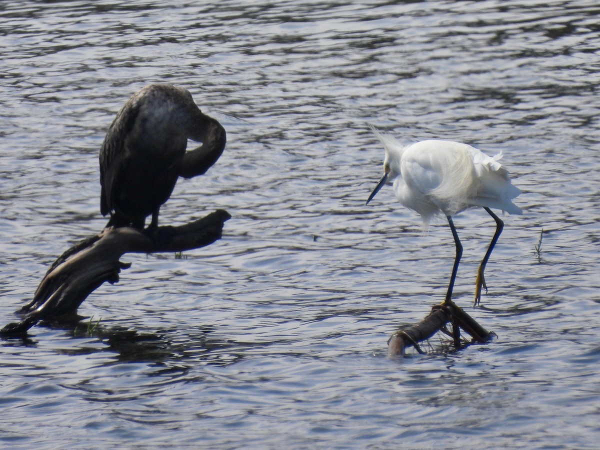 Snowy Egret - ML642140307