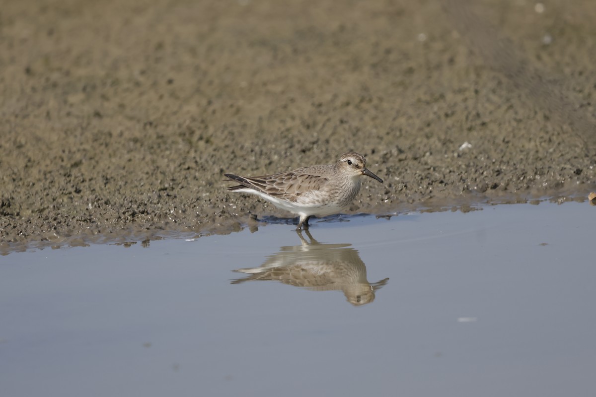 White-rumped Sandpiper - ML642140308