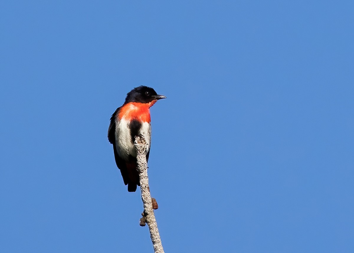 Mistletoebird - ML642140310