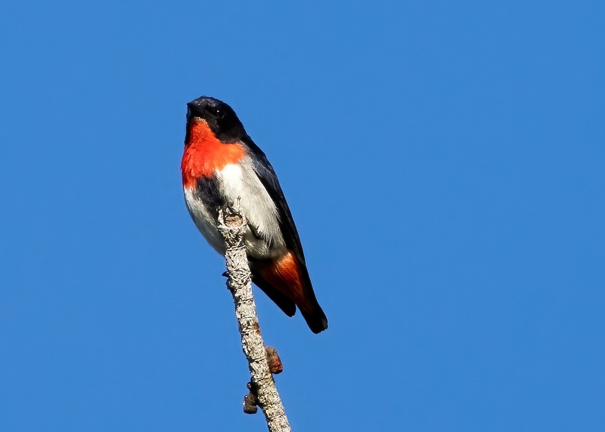 Mistletoebird - ML642140311