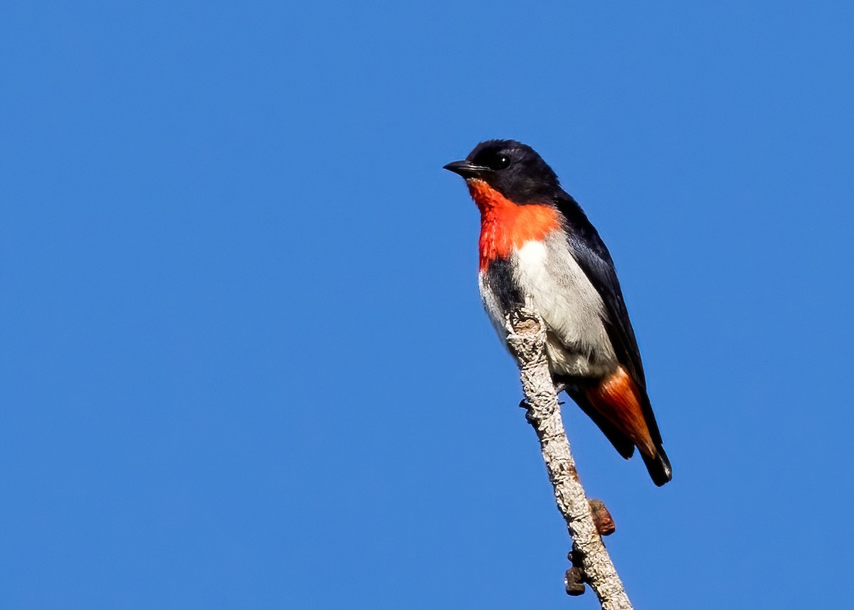 Mistletoebird - ML642140313