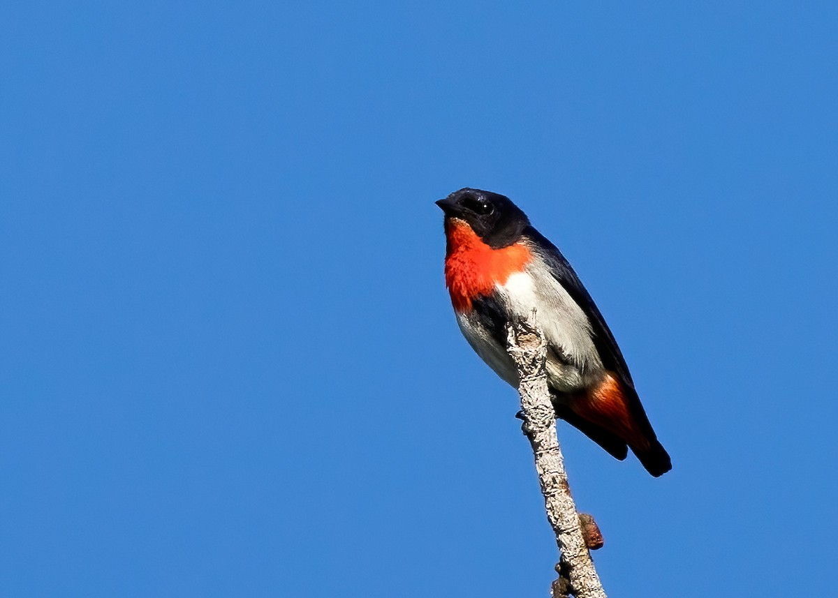 Mistletoebird - ML642140314