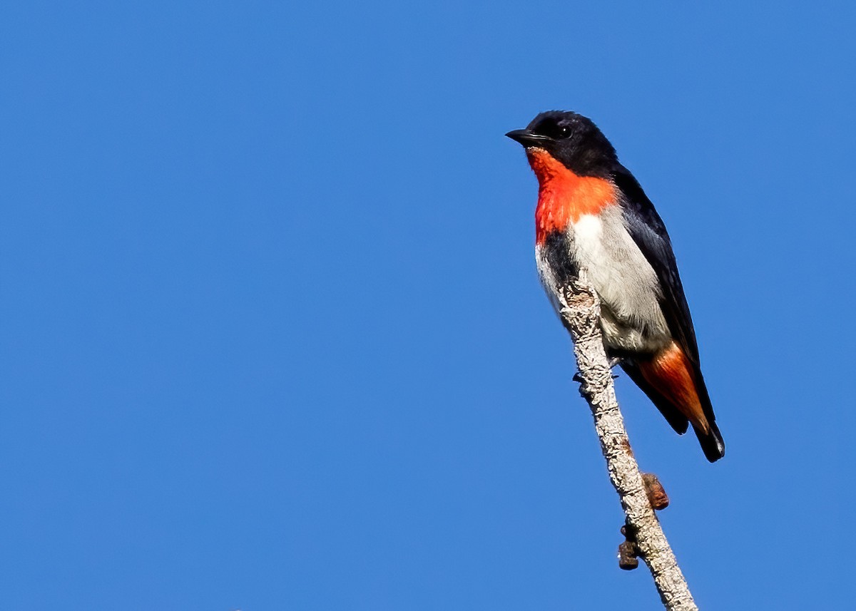 Mistletoebird - ML642140315