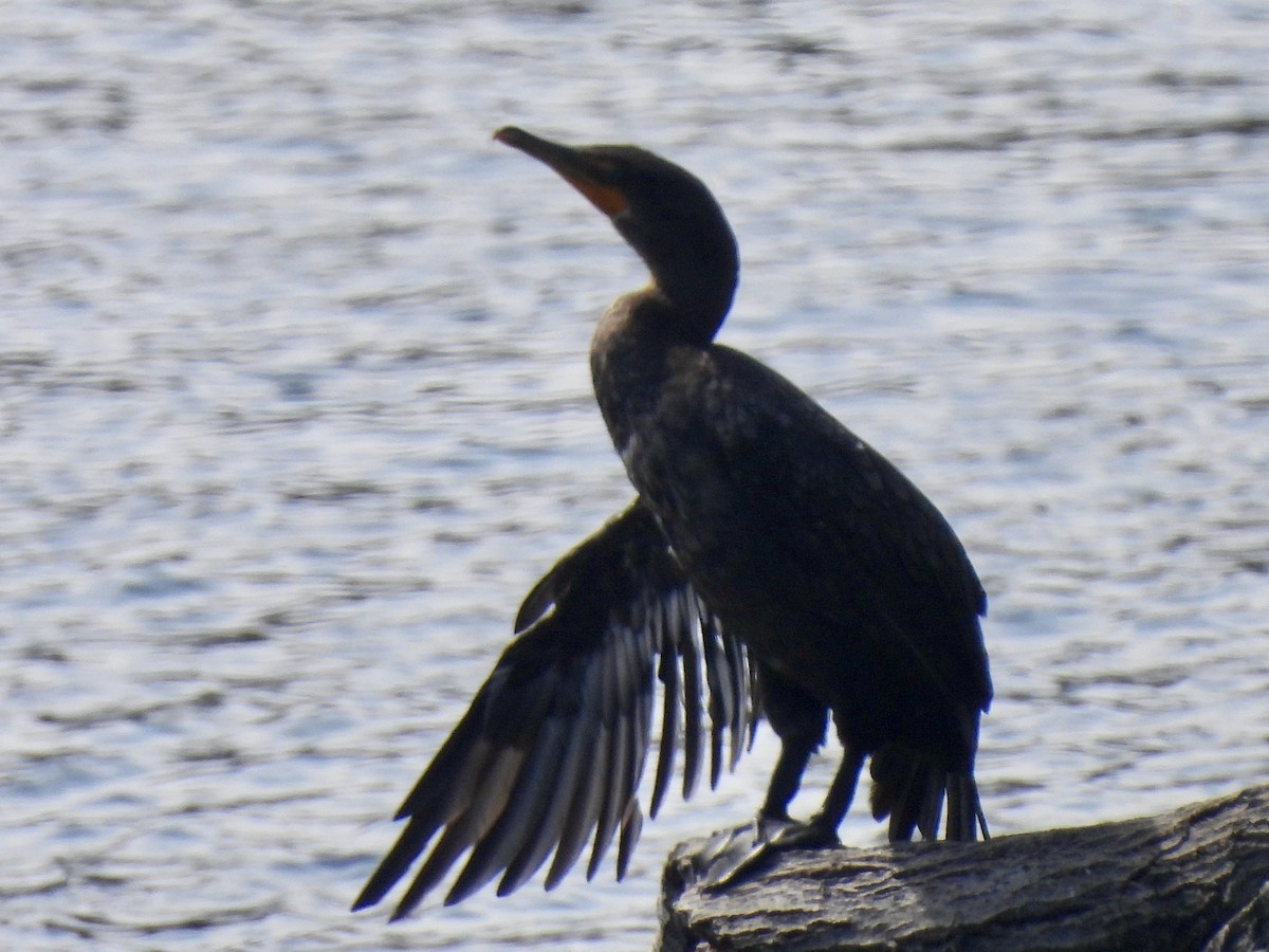 Cormoran à aigrettes - ML642140321