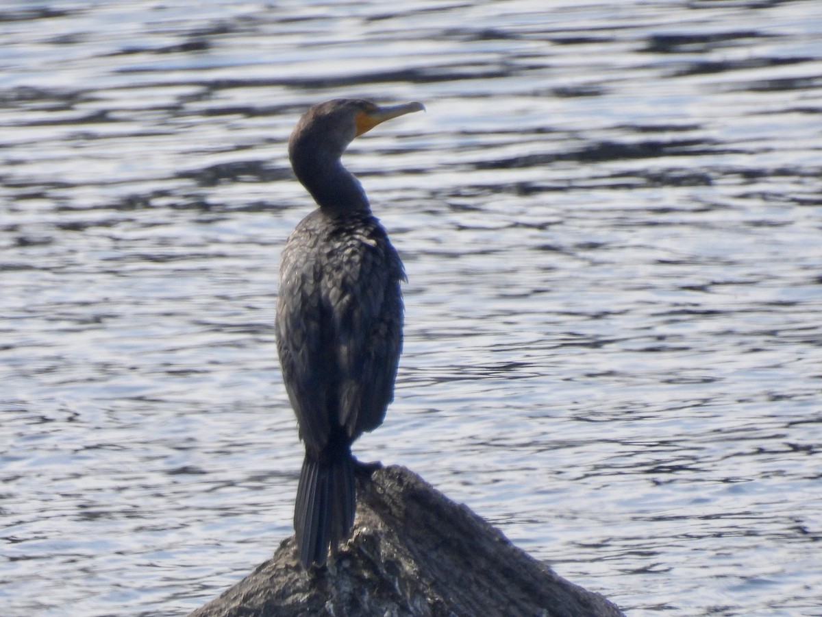 Cormoran à aigrettes - ML642140325