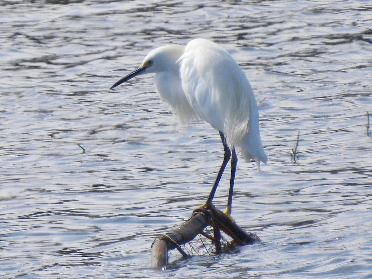 Snowy Egret - ML642140336