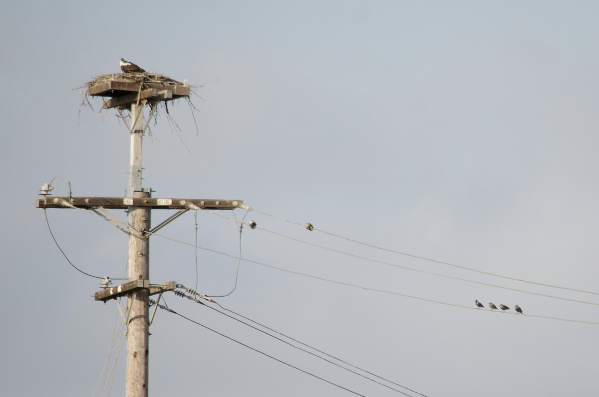 European Starling - ML642140337