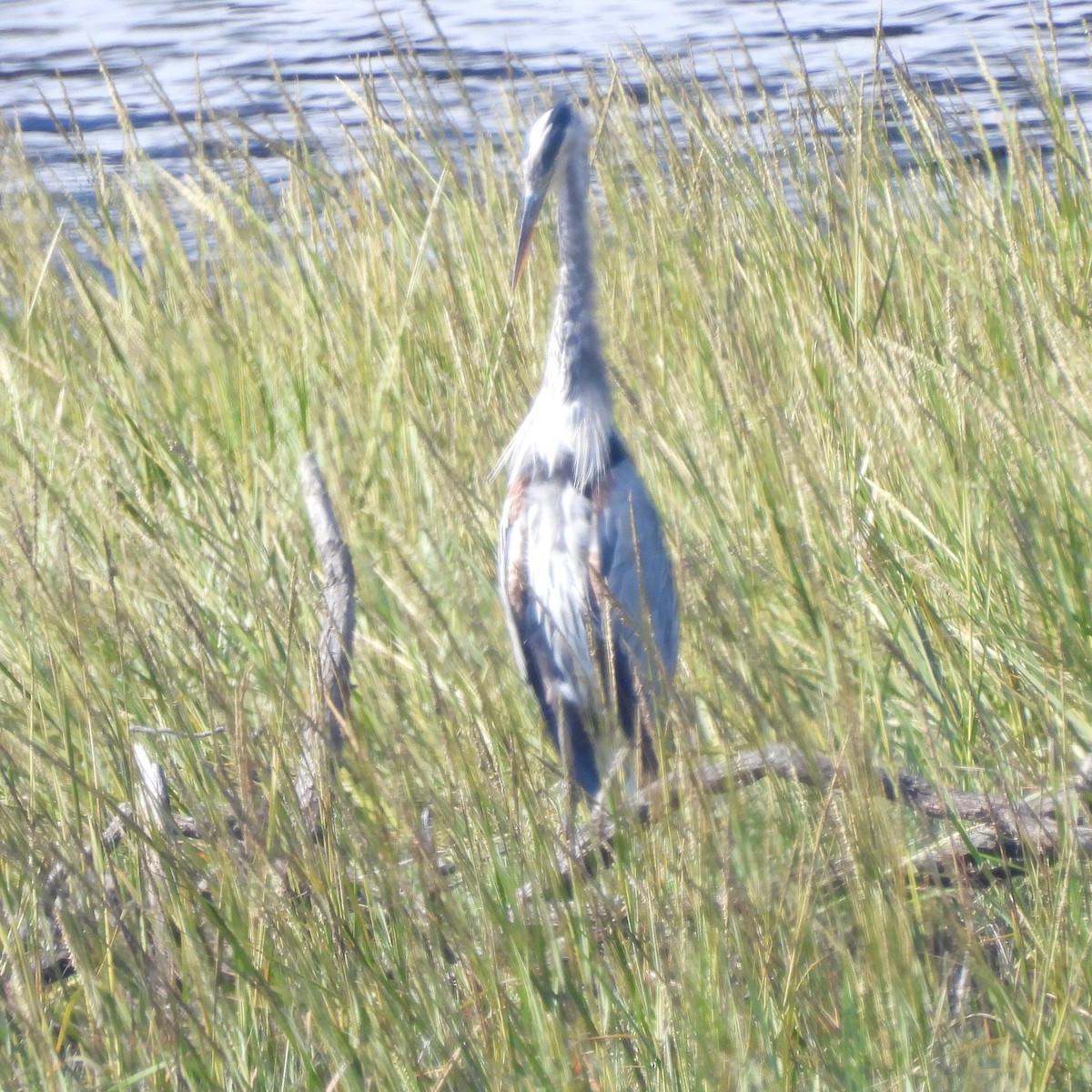 Great Blue Heron - ML642140341