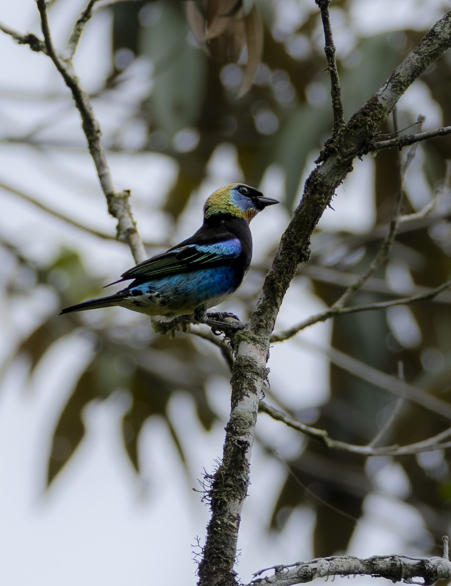 Golden-hooded Tanager - ML642140342