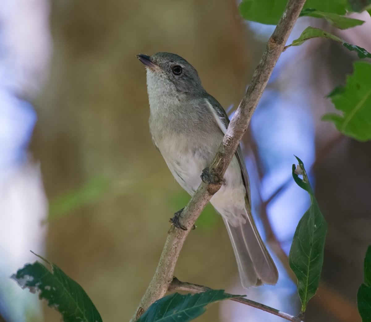 Golden Whistler - ML642140346