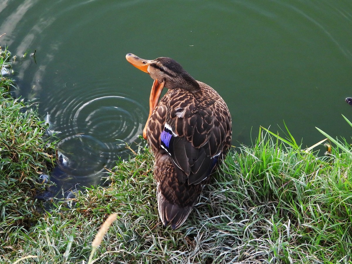 Mexican Duck - ML642140350