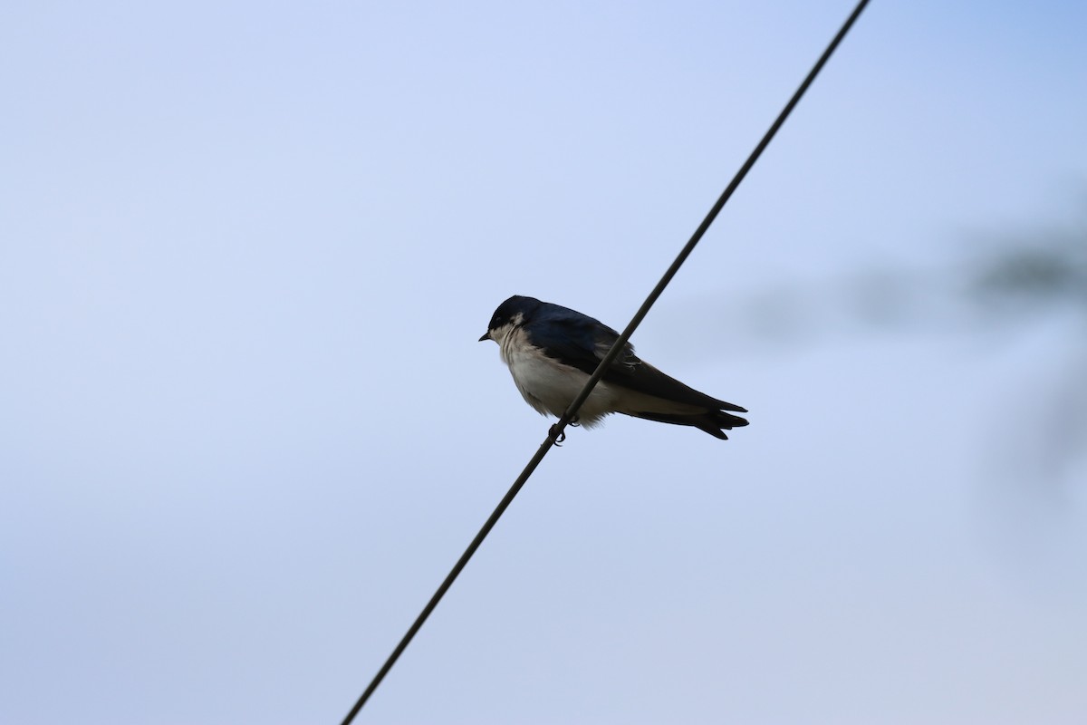 Chilean Swallow - ML642140356