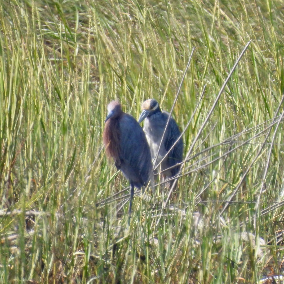 Reddish Egret - ML642140370