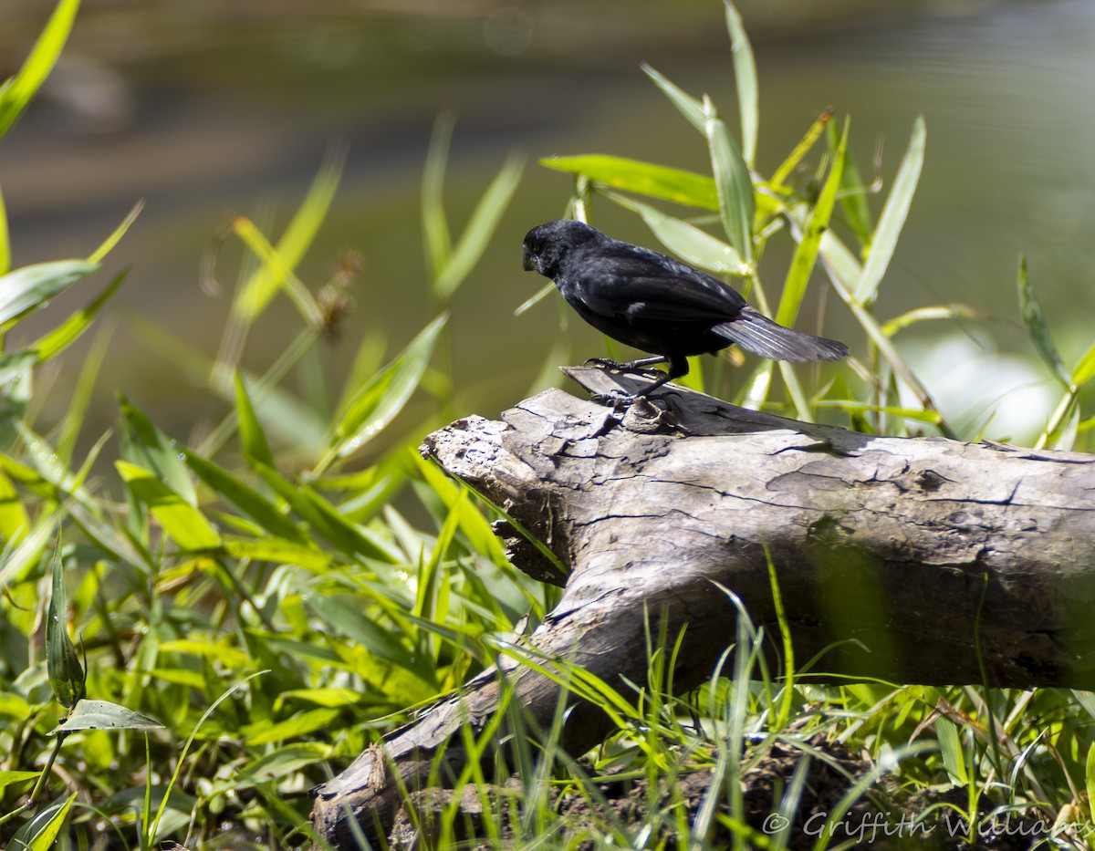 Variable Seedeater - ML642140372