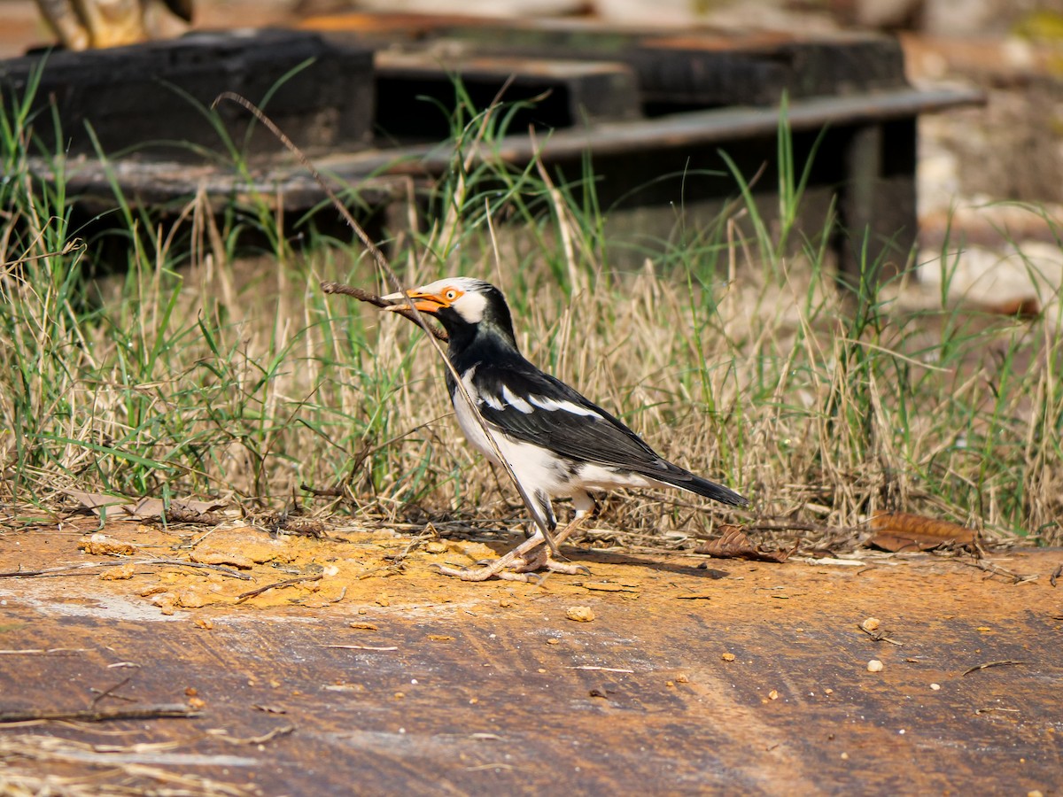 Siamese Pied Starling - ML642140376