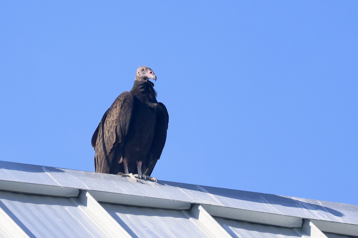 Turkey Vulture - ML642140381