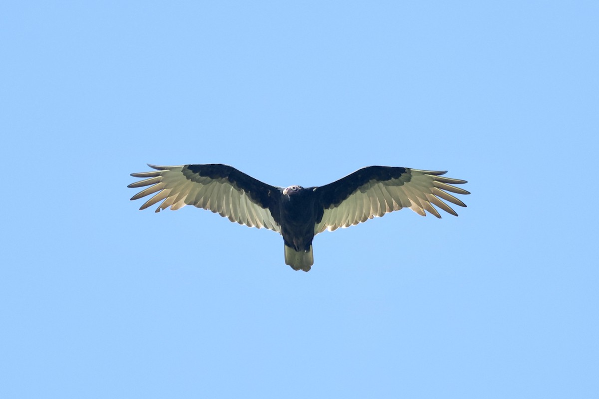 Turkey Vulture - ML642140382