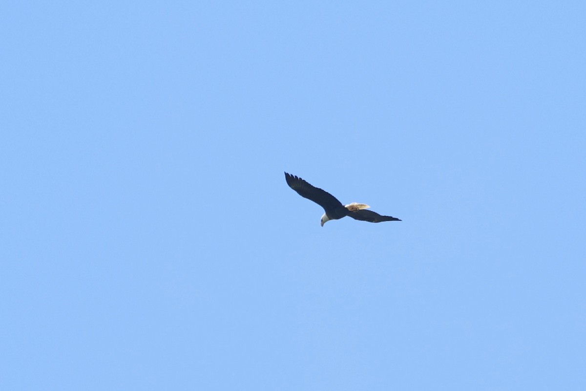 Bald Eagle - ML642140385
