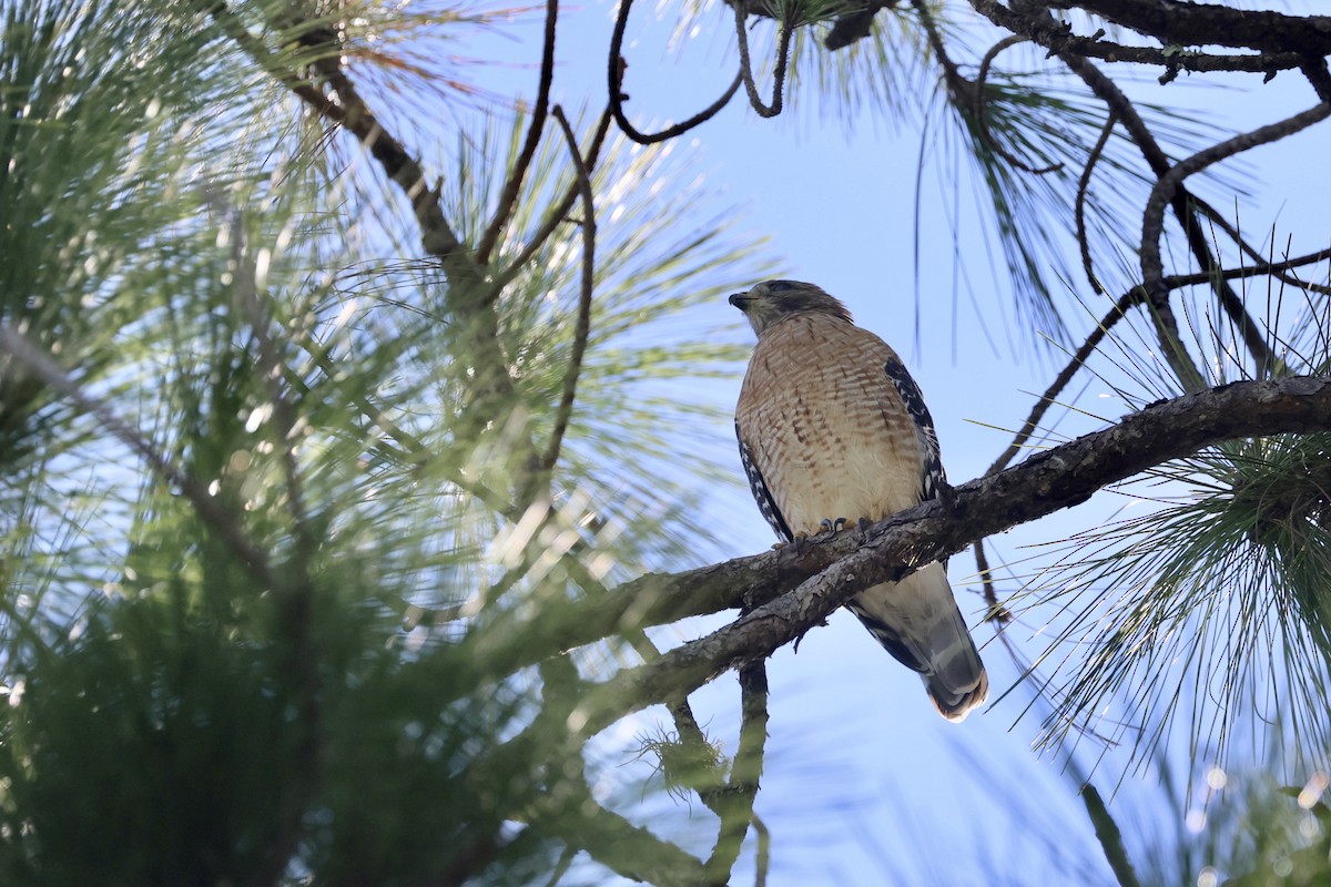 Red-shouldered Hawk - ML642140389