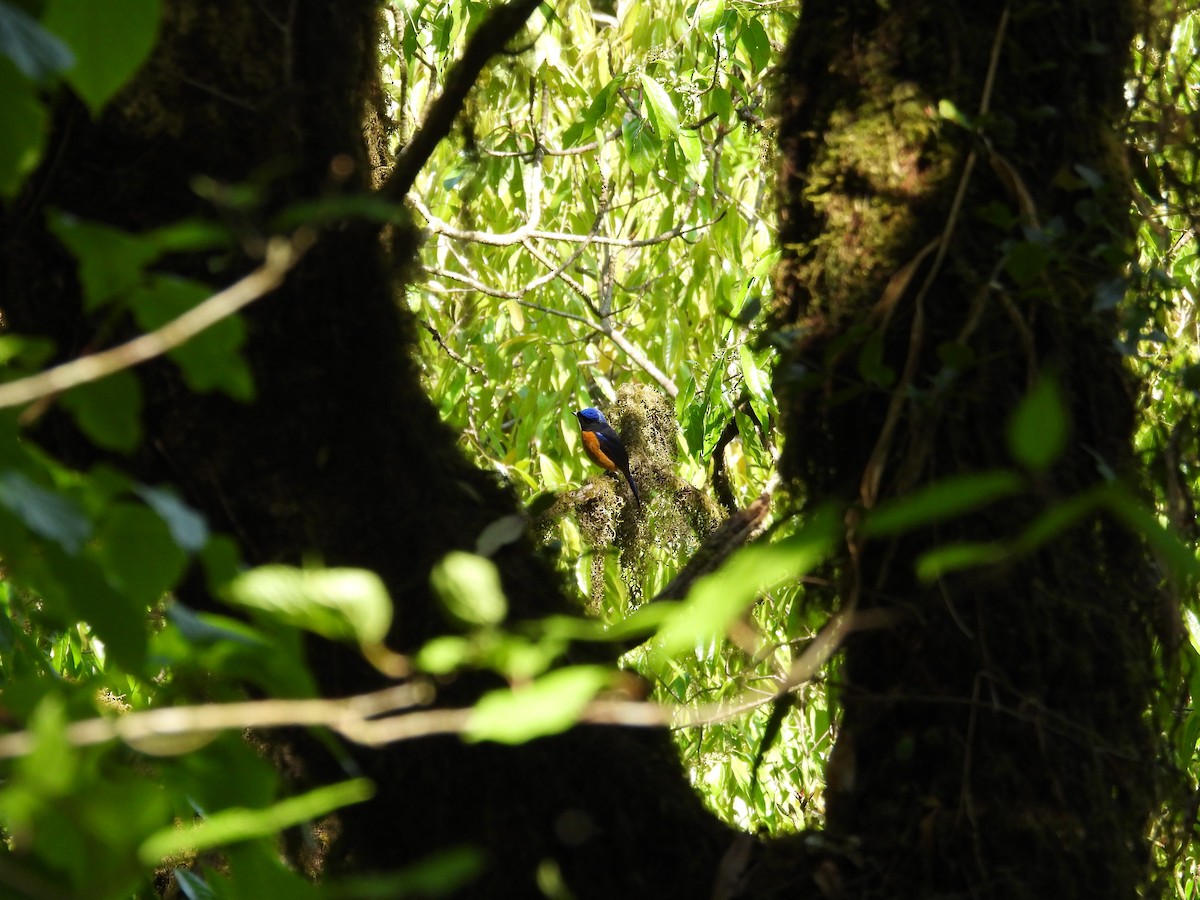 Rufous-bellied Niltava - ML642140393