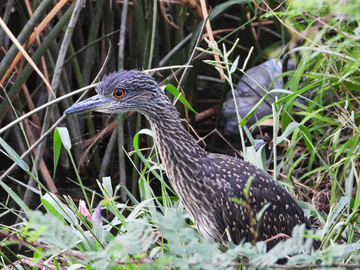 Yellow-crowned Night Heron - ML642140395