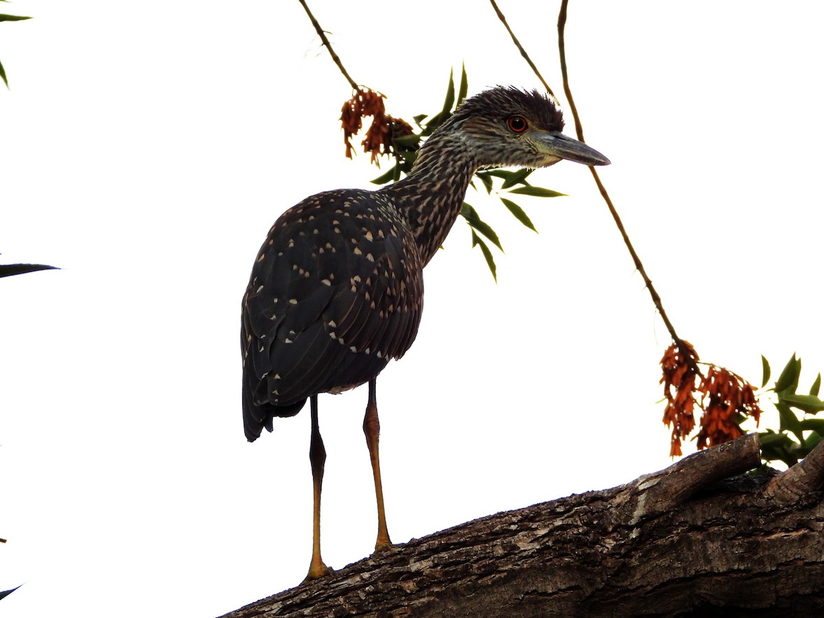 Yellow-crowned Night Heron - ML642140401