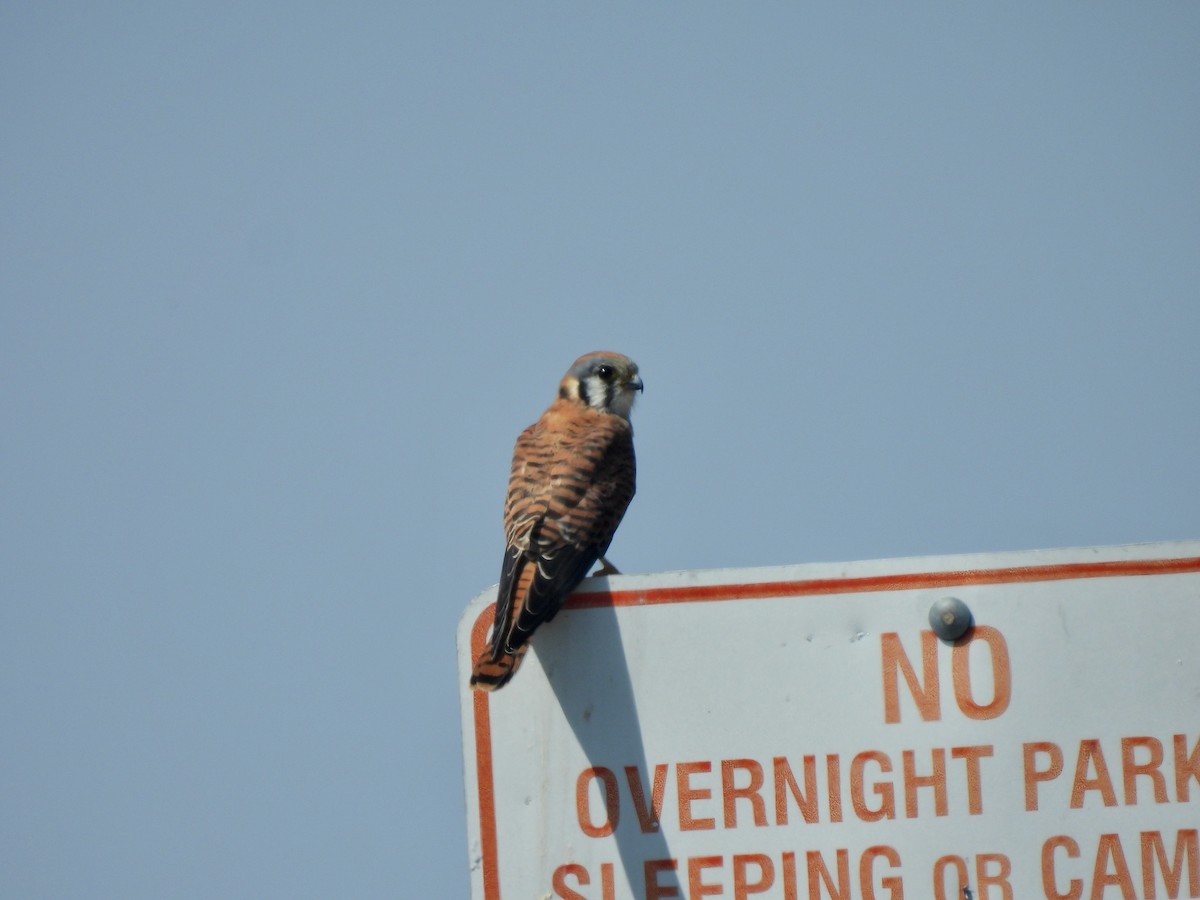 American Kestrel - ML642140405