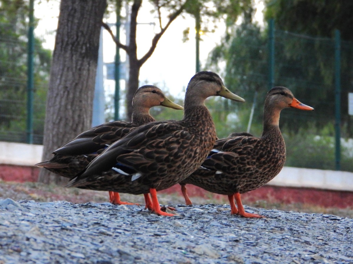 Mexican Duck - ML642140407