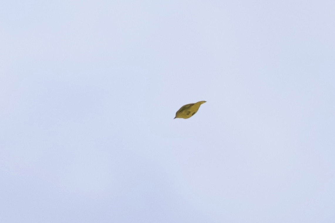 Yellow Warbler - ML642140422