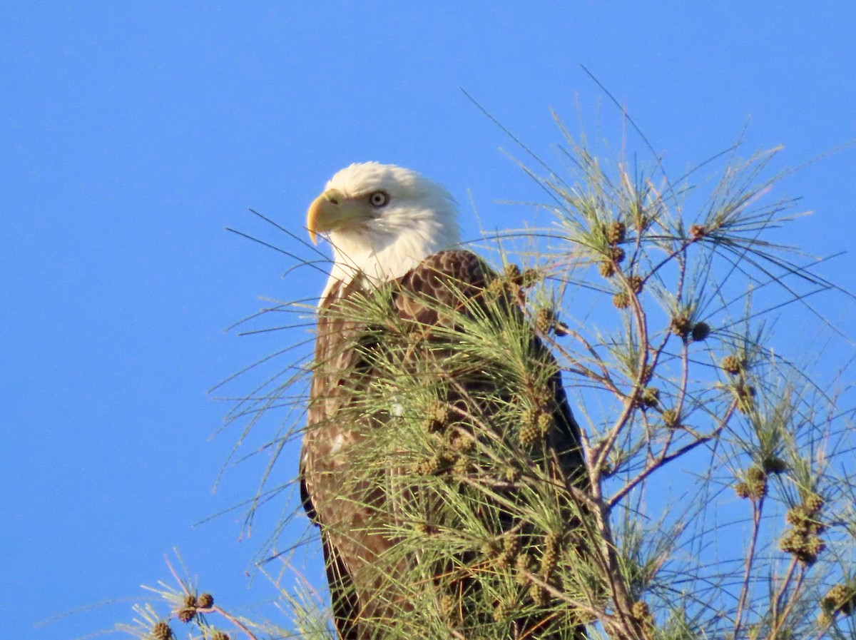Bald Eagle - ML642140424