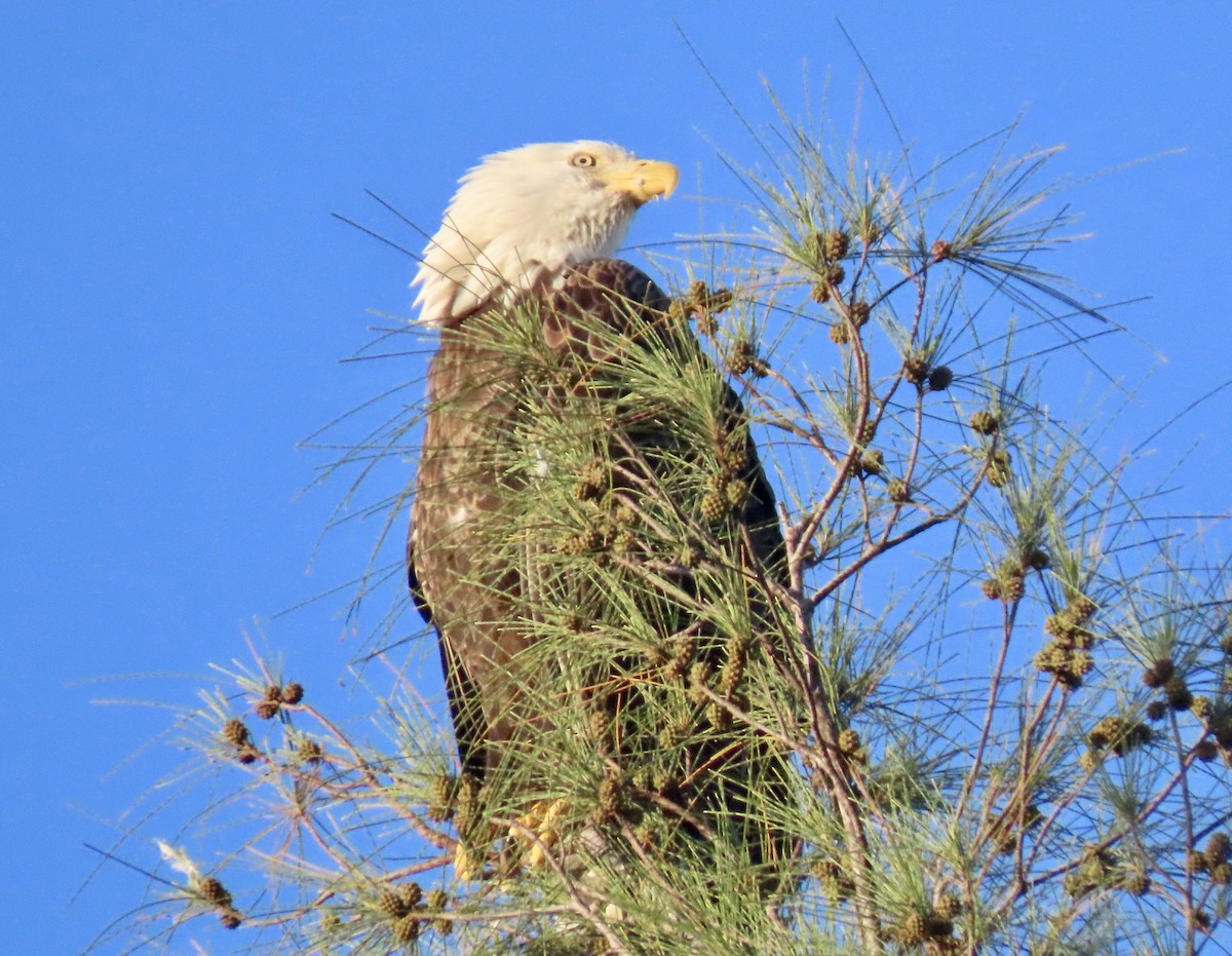 Bald Eagle - ML642140425