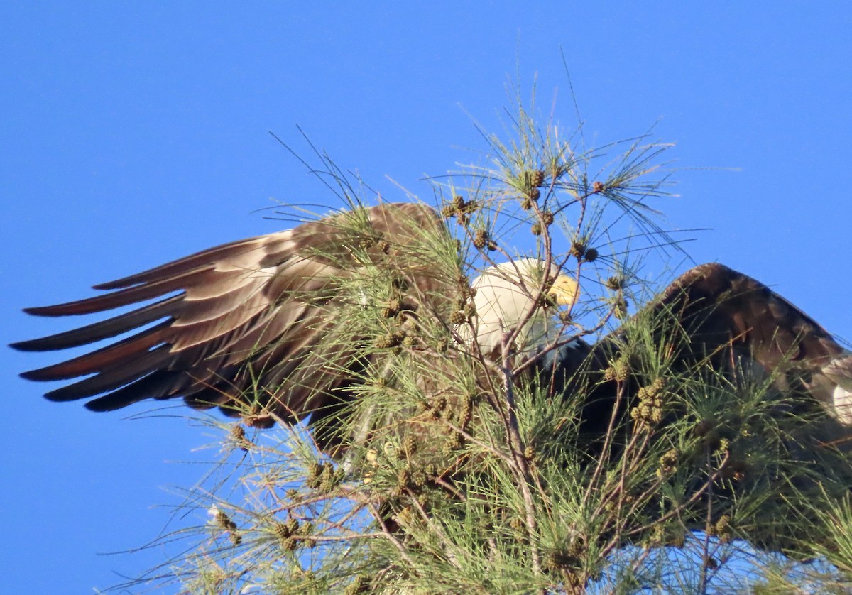 Bald Eagle - ML642140426