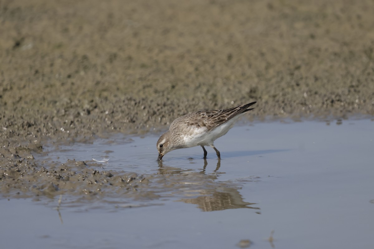 White-rumped Sandpiper - ML642140430