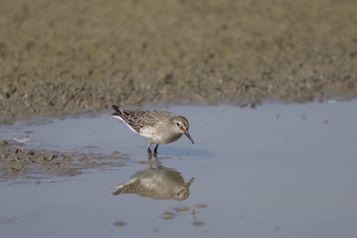 White-rumped Sandpiper - ML642140433