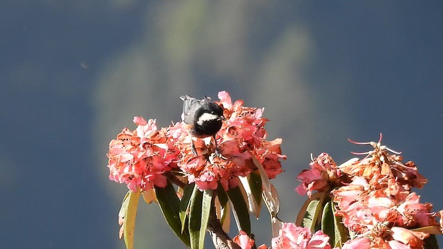 Rufous-vented Tit - ML642140438