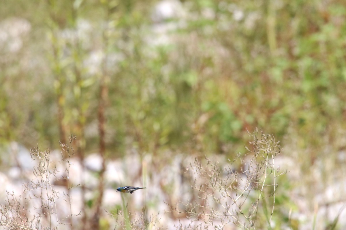 Lazuli Bunting - ML642140463