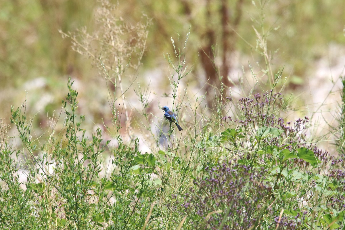 Lazuli Bunting - ML642140467