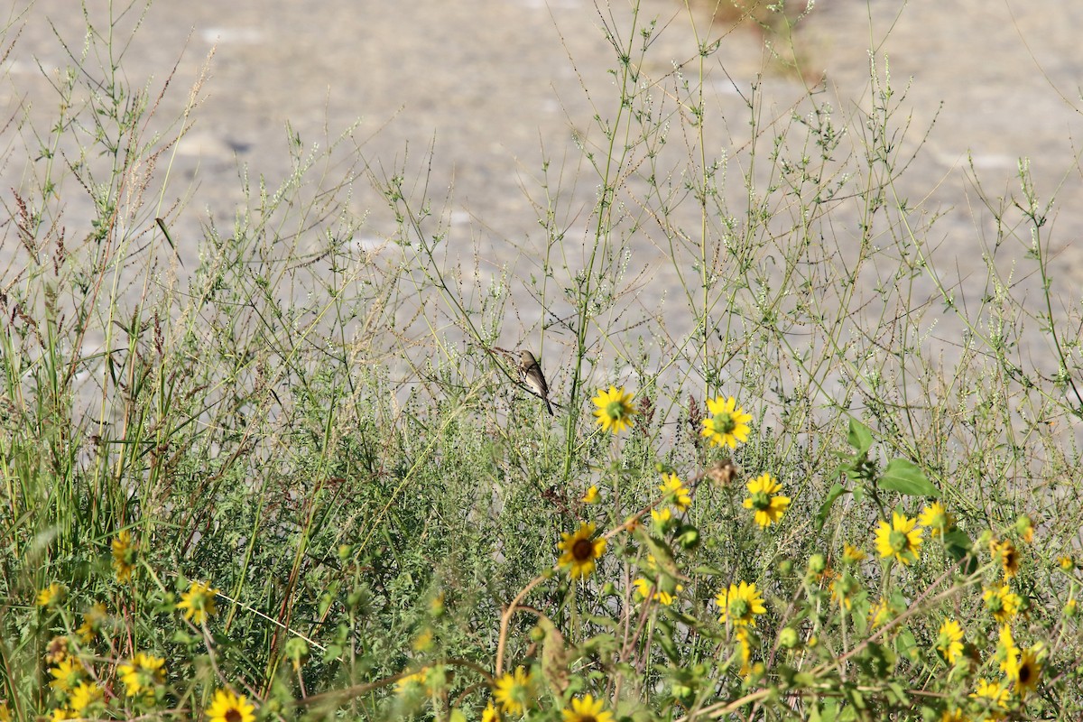 Lazuli Bunting - ML642140469