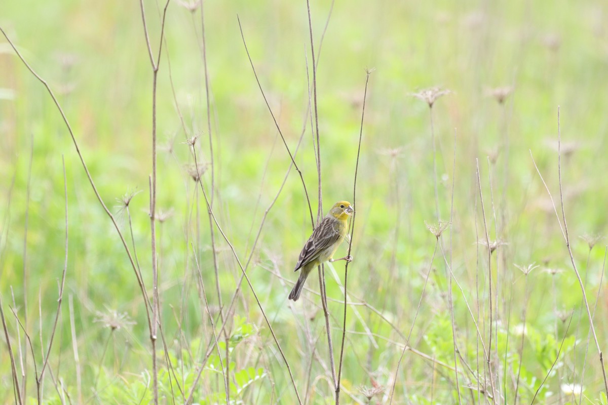 Grassland Yellow-Finch - ML642140473