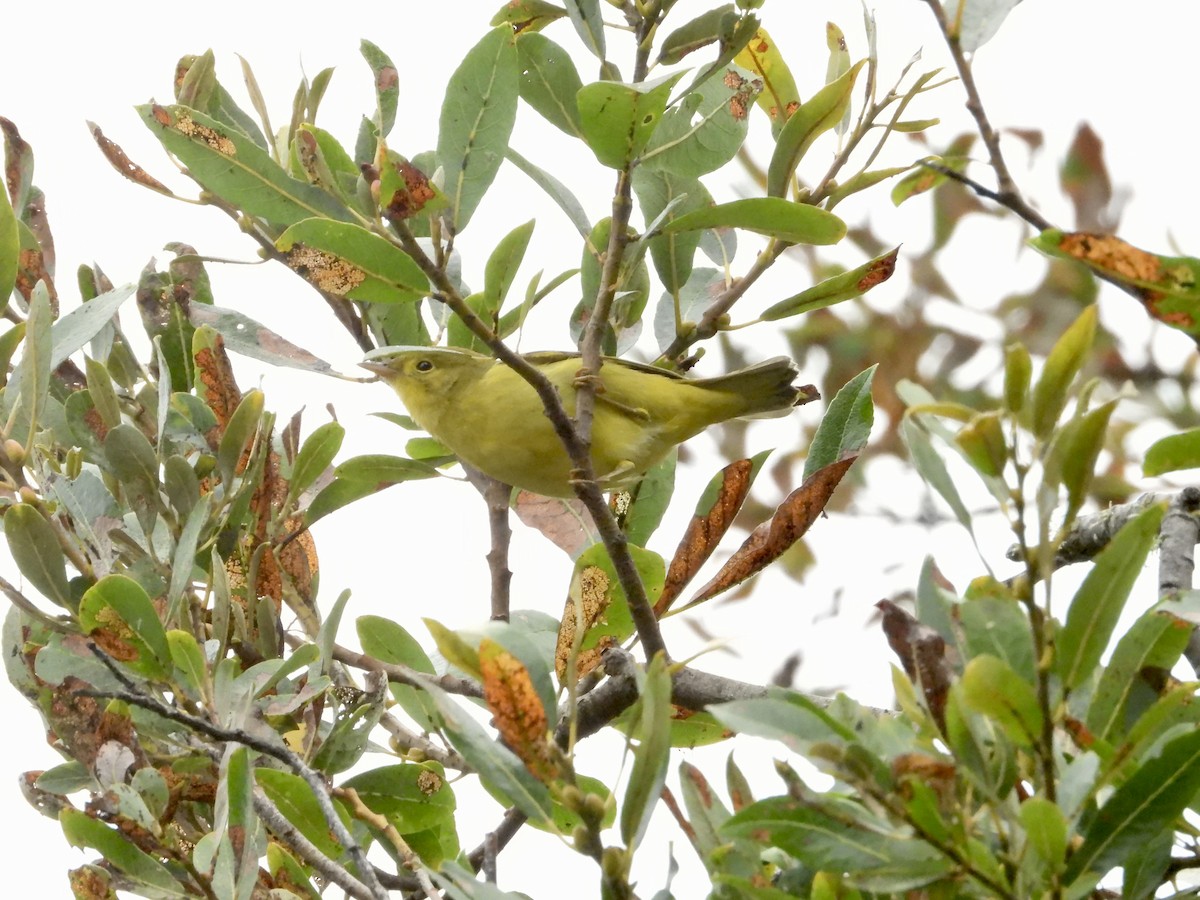 Yellow Warbler - ML642140475