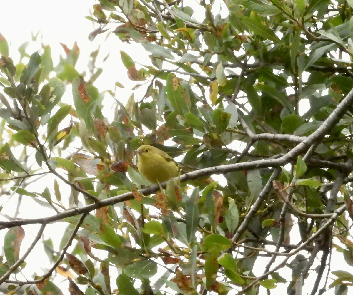 Yellow Warbler - ML642140477