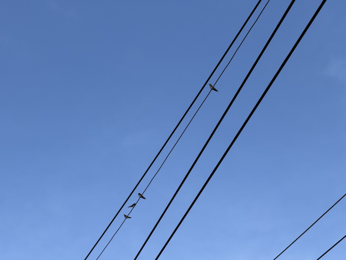 Pacific Swallow - ML642140487