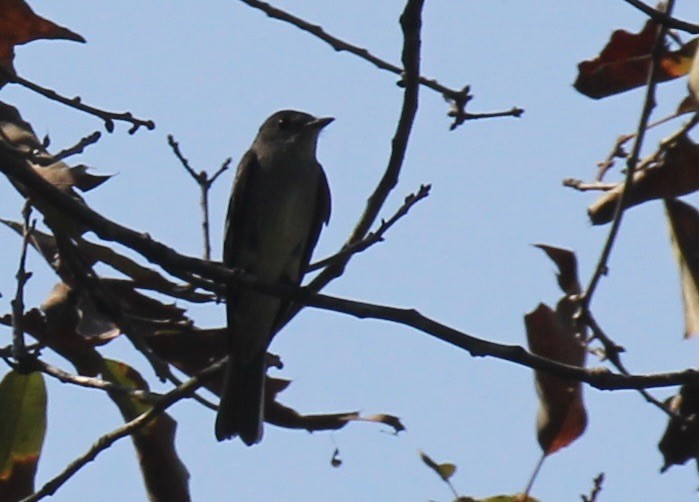 Eastern Wood-Pewee - ML642140503