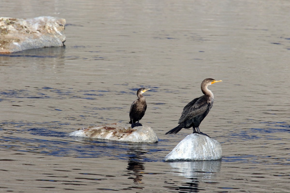 Neotropic Cormorant - ML642140504