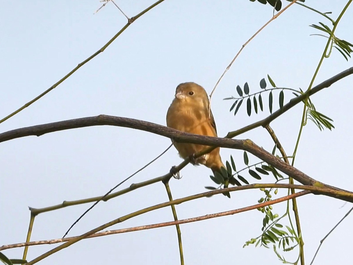 Dark-throated Seedeater - ML642140508