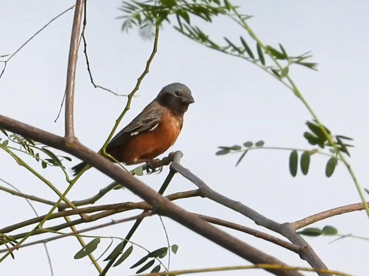 Dark-throated Seedeater - ML642140509