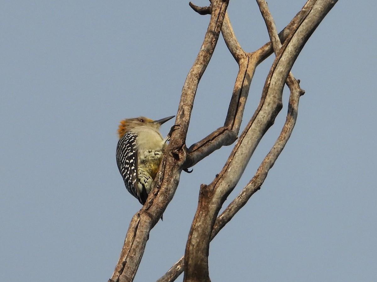 Golden-fronted Woodpecker - ML642140512
