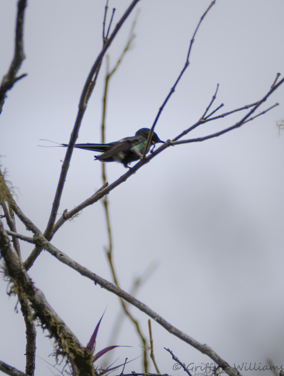 Green Thorntail - ML642140517